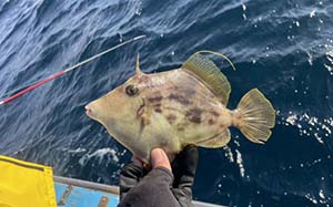 カワハギ・フグ系の釣り具