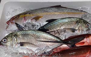 南方・沖縄系の釣り具