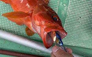 根魚・ロックフィッシュの釣り具