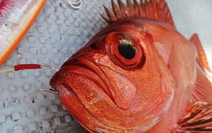 深海・高級魚の釣り具